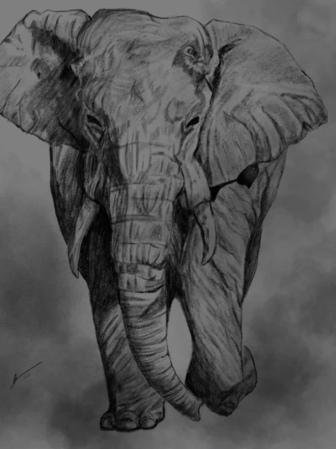 Detailed monochrome sketch of an elephant walking forward through mist